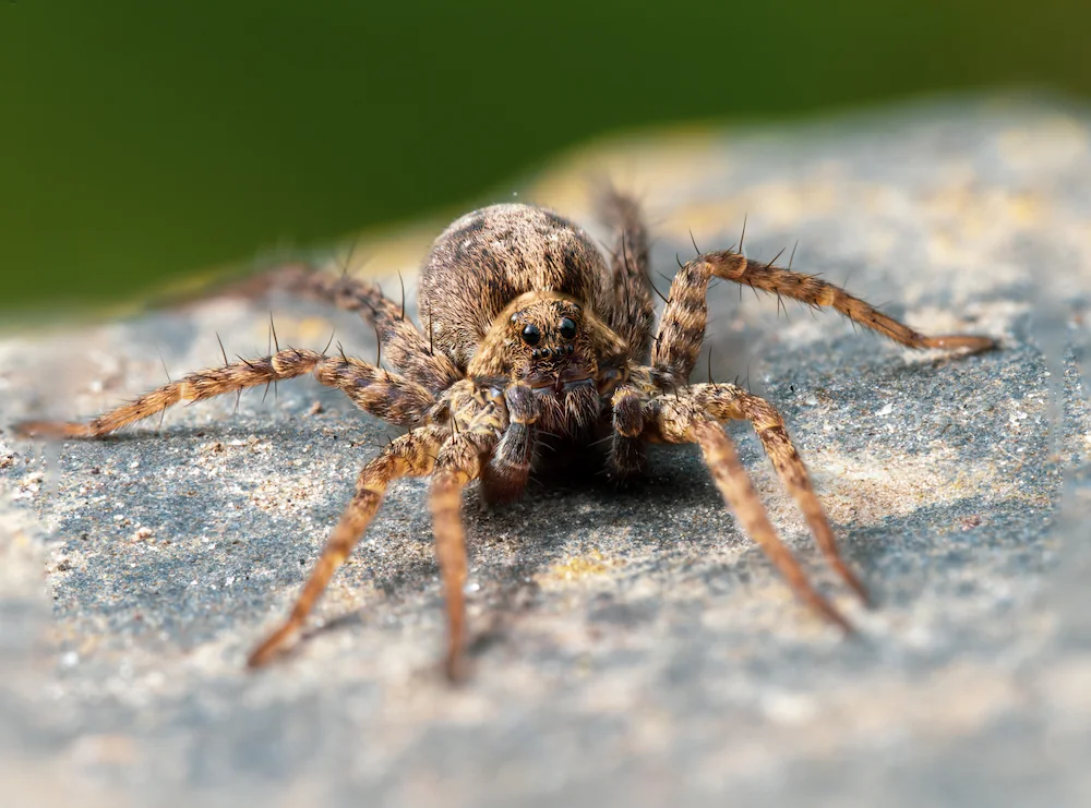 wolf spider
