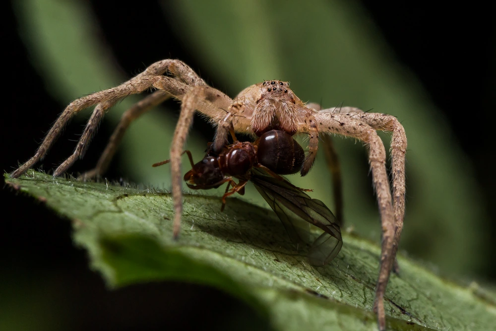 wolf spider