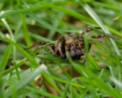 are wolf spiders actually helpful