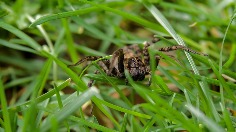 are wolf spiders actually helpful