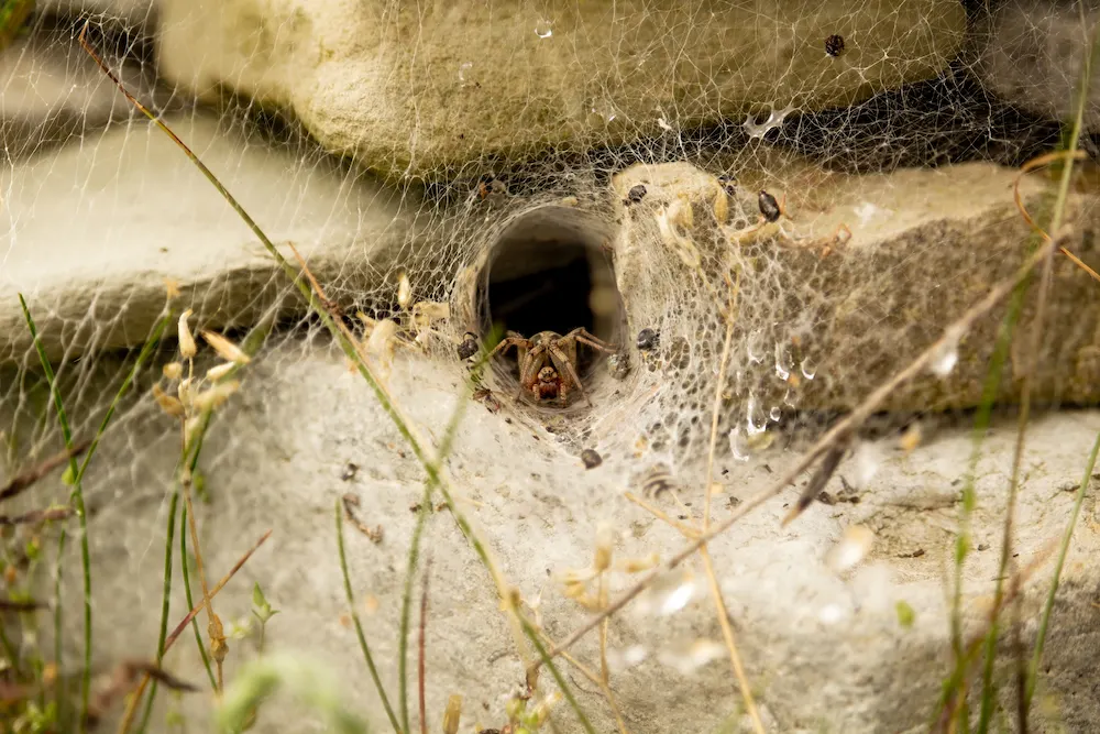 wolf spider