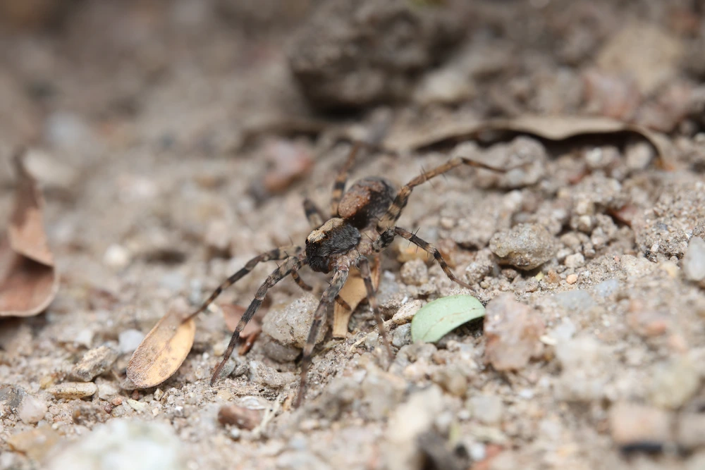 wolf spider