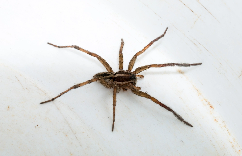 wolf spider