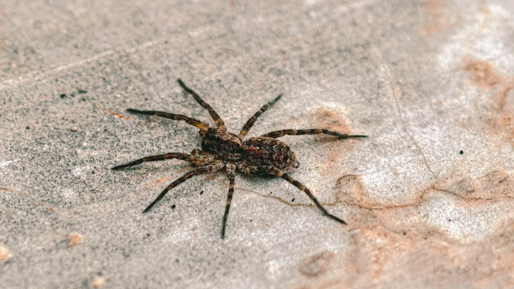 wolf spider