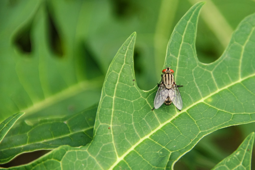 fly on leaf