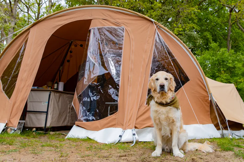 dog in front of tent