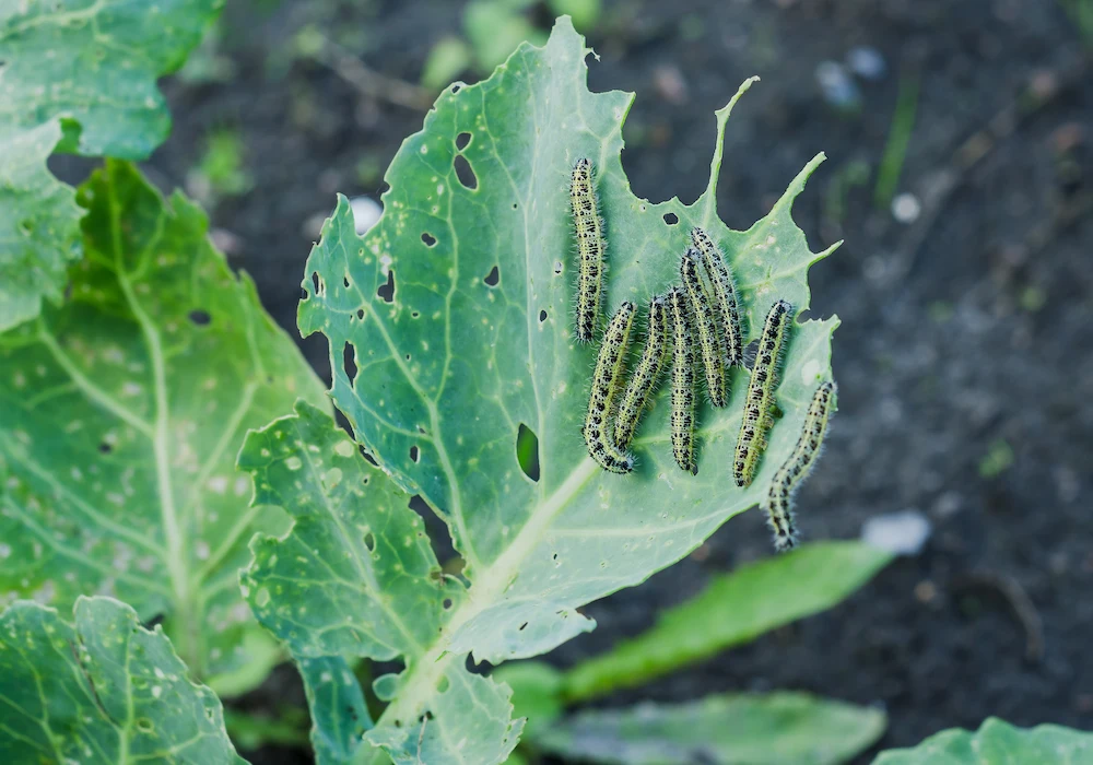 garden pests