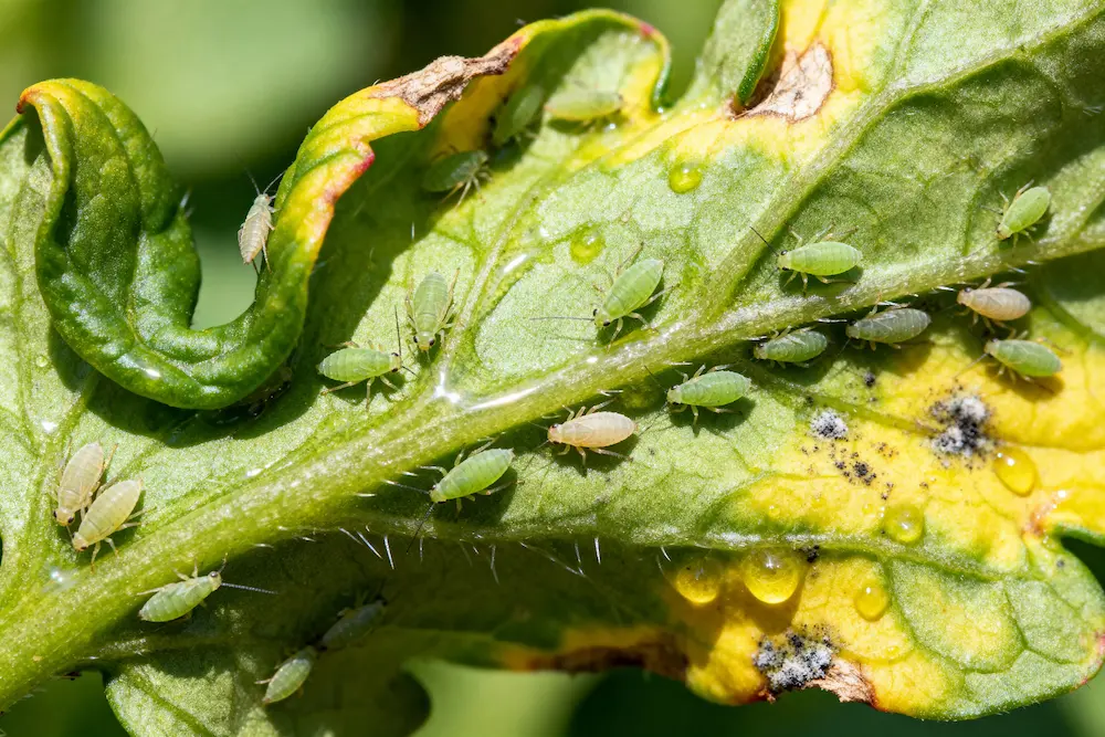 aphids on leaf