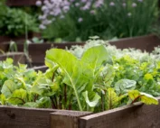how to keep your garden pest-free
