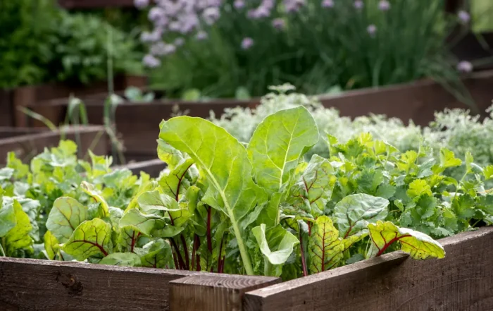 how to keep your garden pest-free