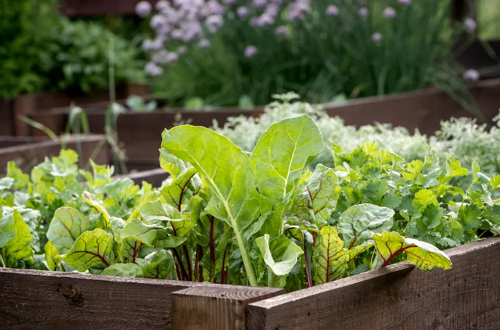 how to keep your garden pest-free