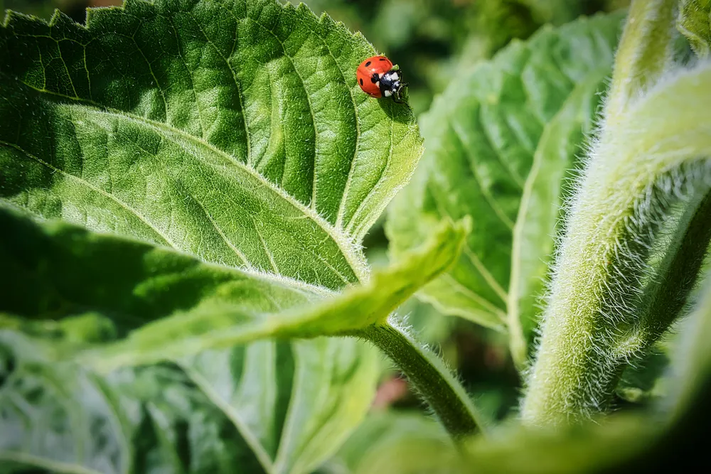 ladybug on leaf