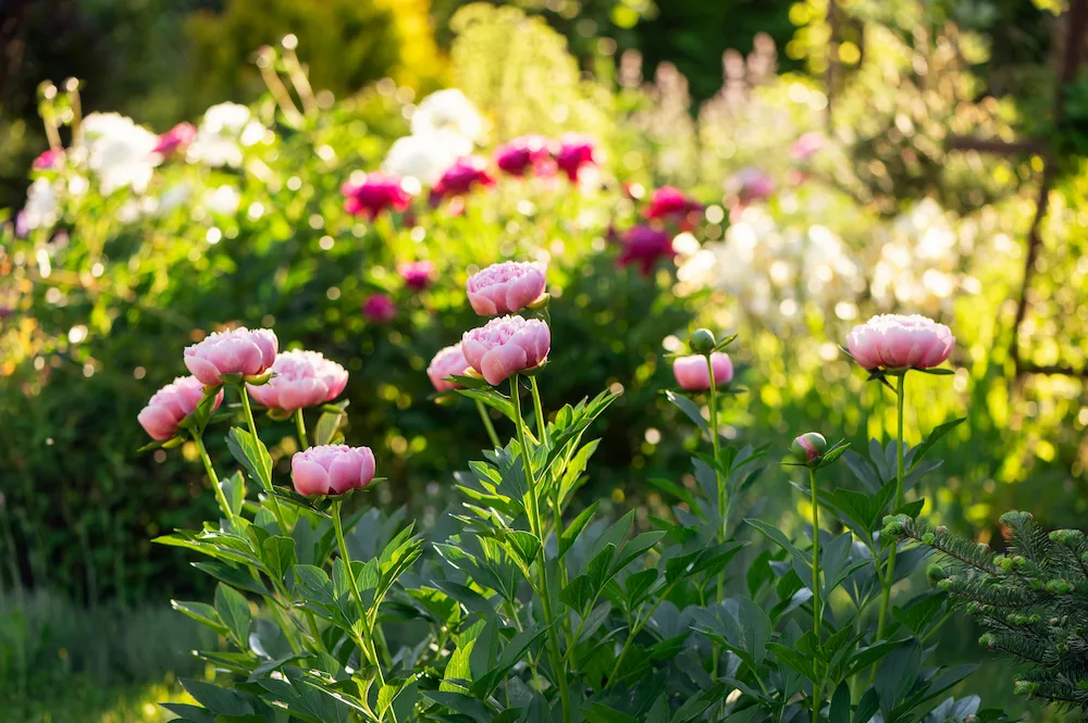 flower garden