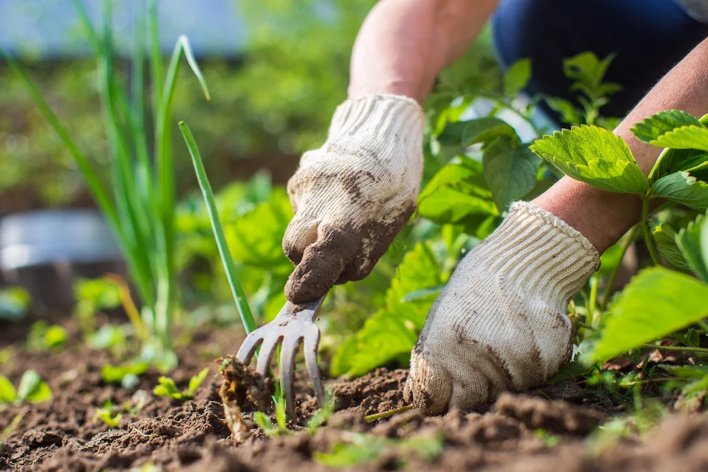 removing weeds from garden