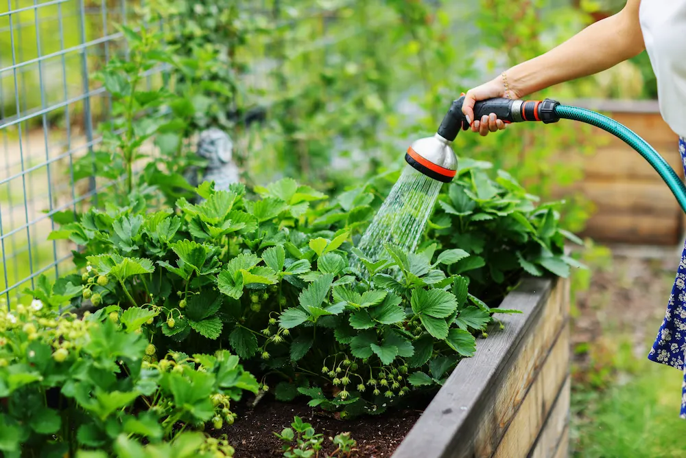 watering the garden