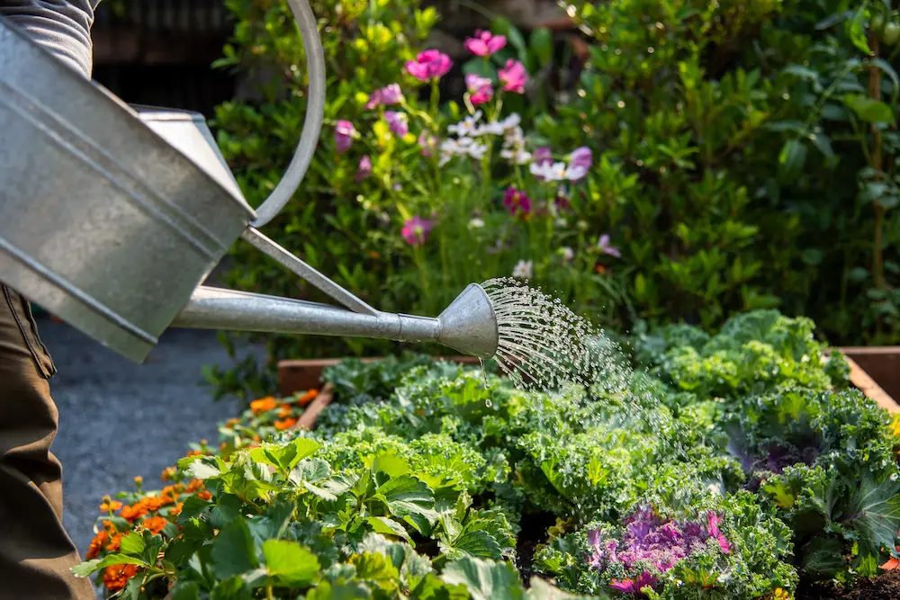 watering garden