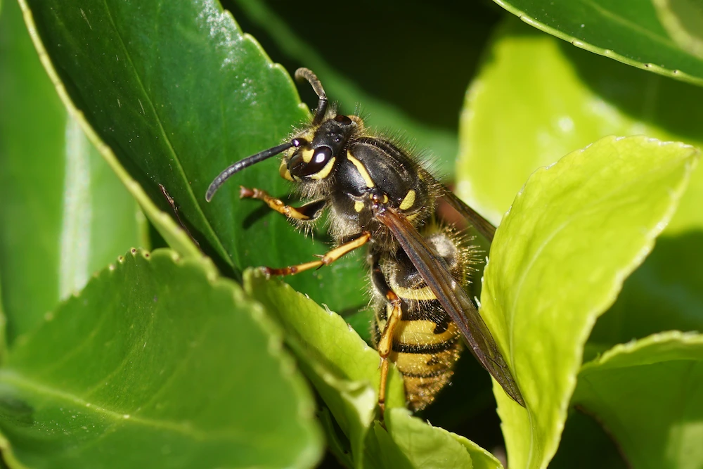 wasp queen