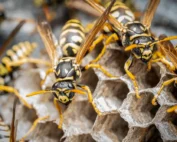 stinging insects grow their colonies
