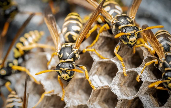 stinging insects grow their colonies