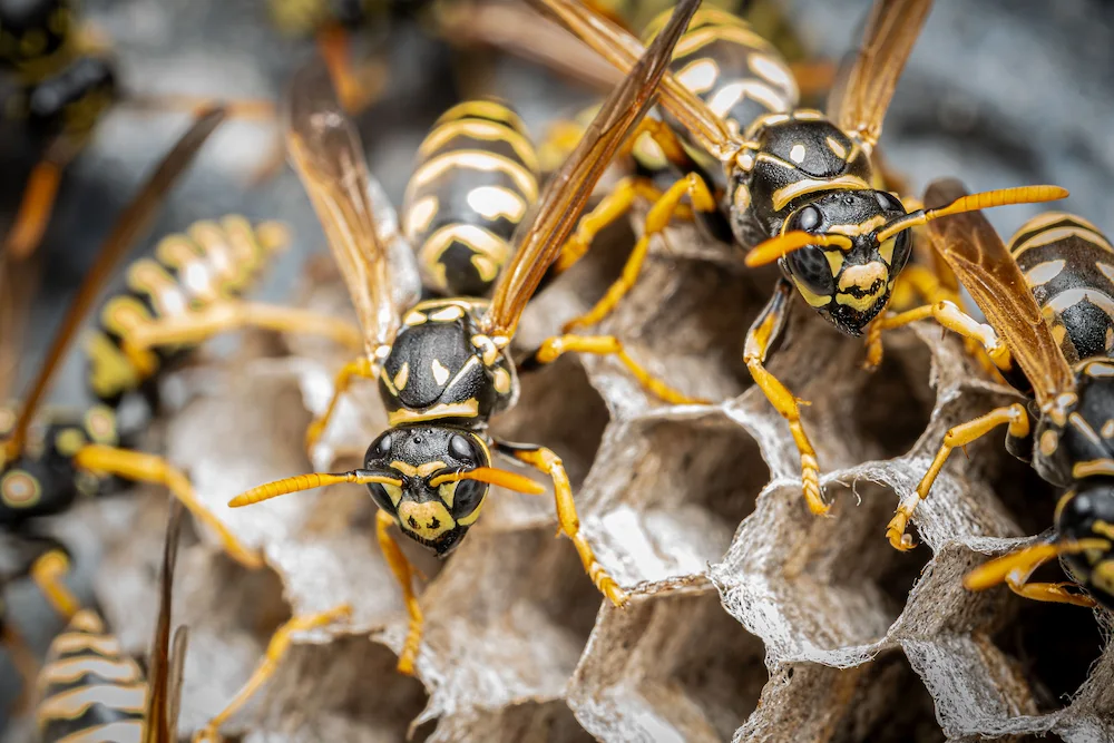 stinging insects grow their colonies