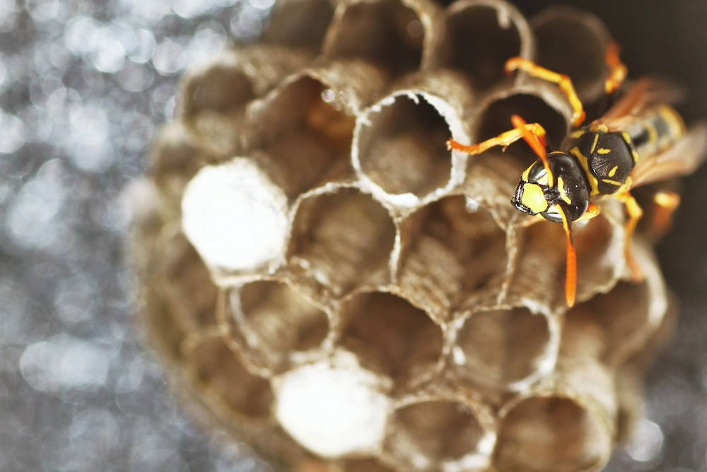 queen wasp