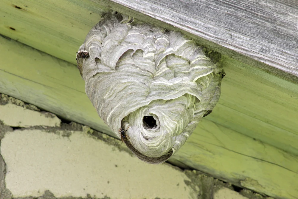 wasp nest