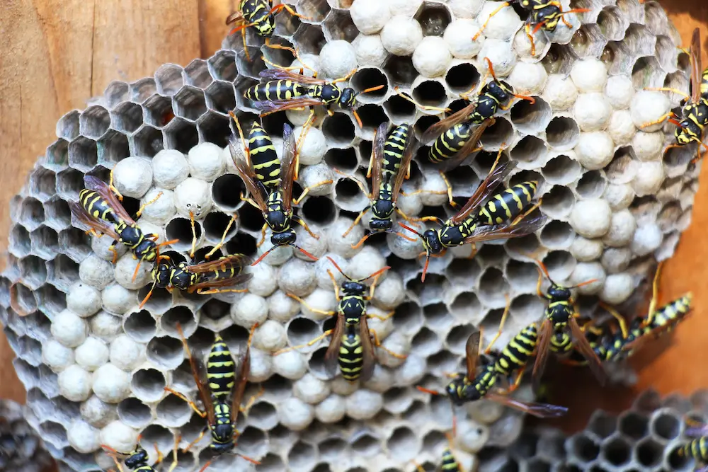 wasp colony
