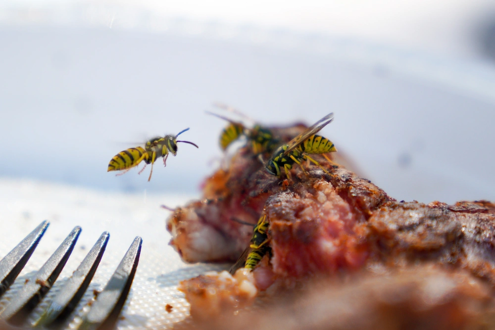 wasps on food