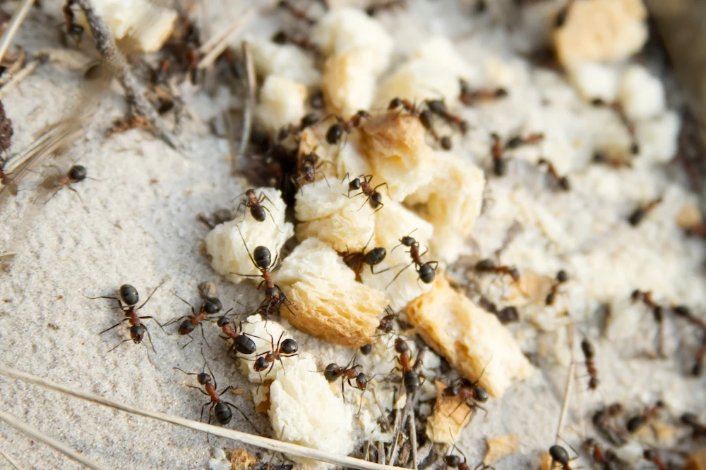 ants