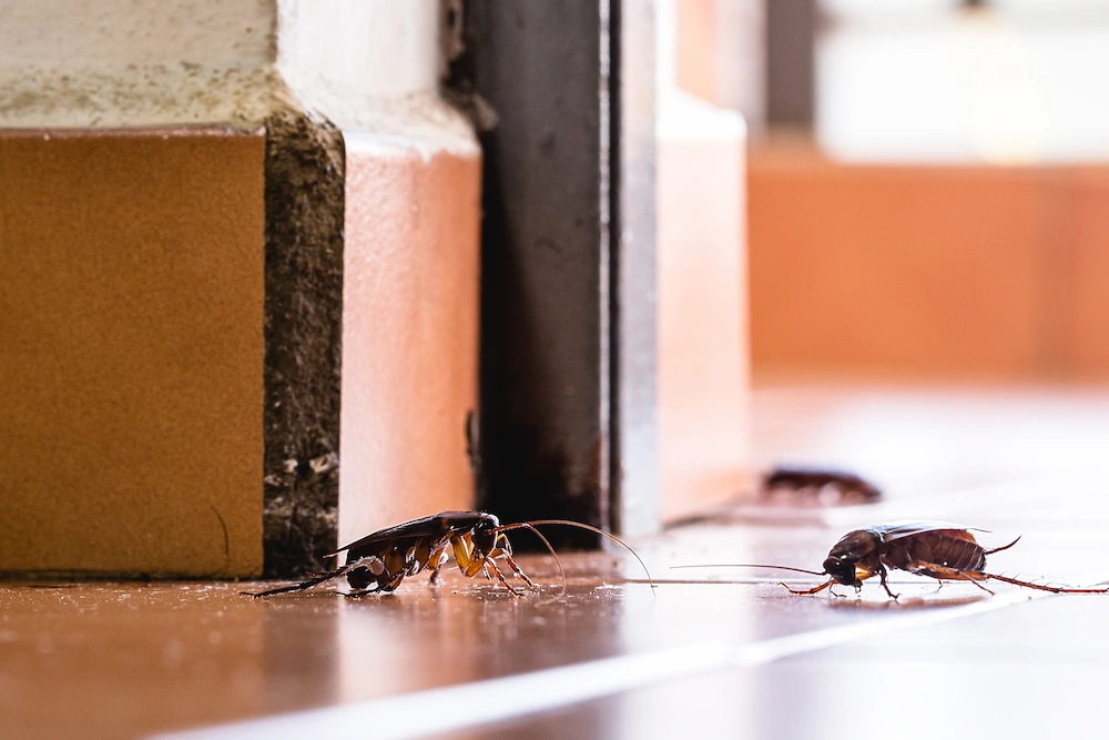roaches
