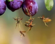 summer pests