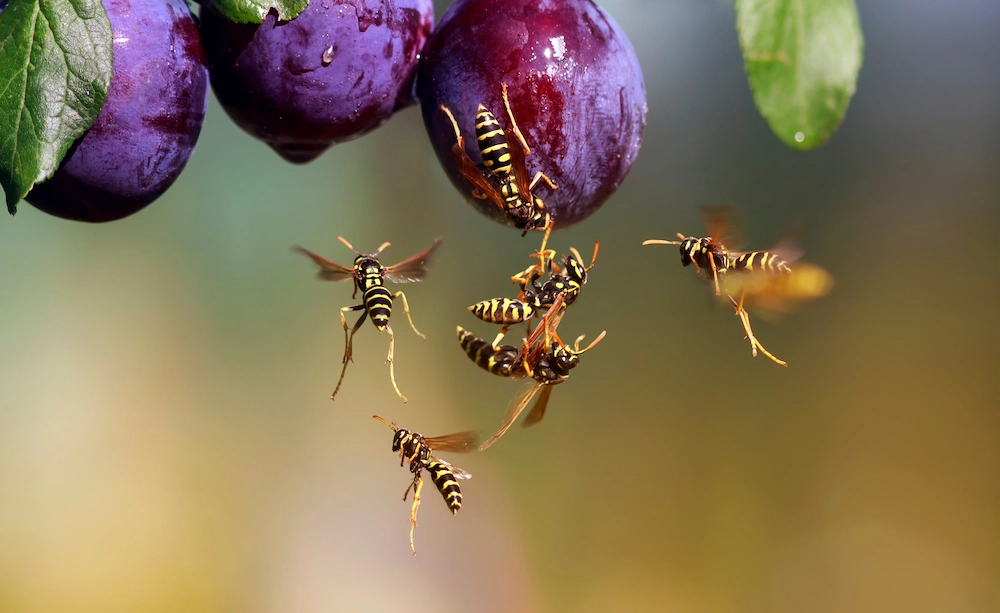 summer pests
