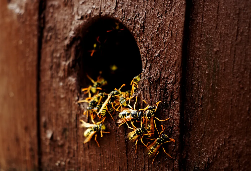 wasps