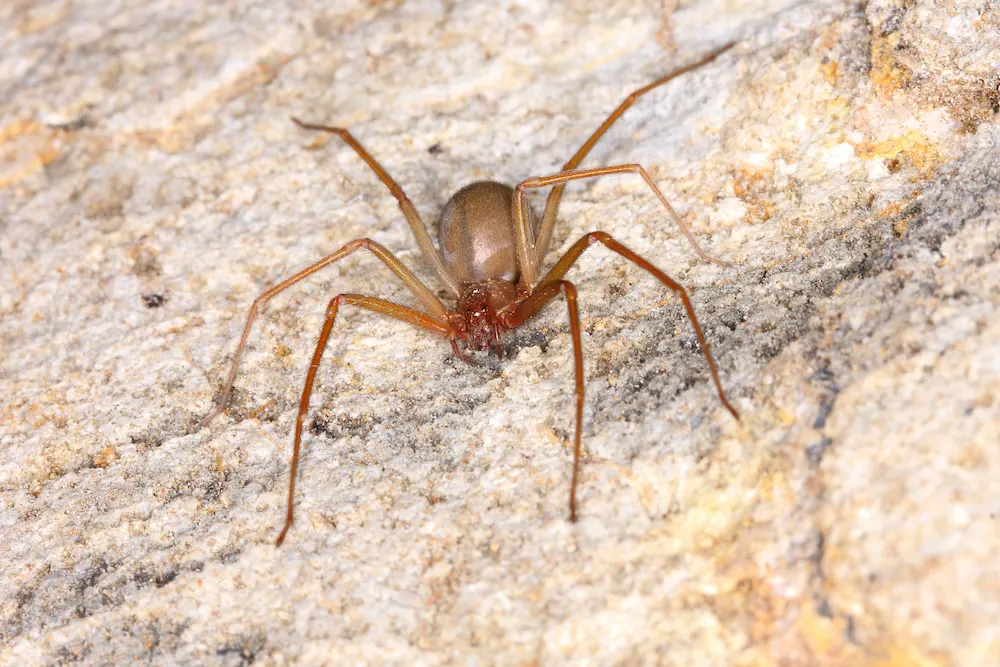 brown recluse spider