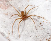 why brown recluses thrive in summer