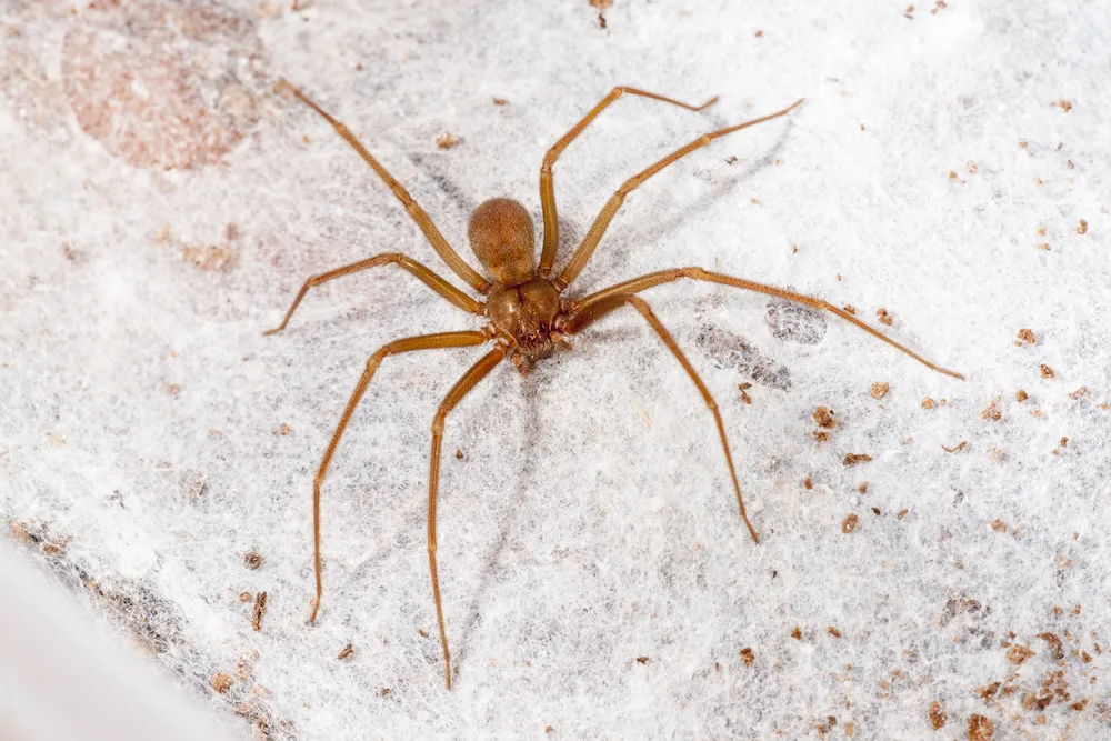 why brown recluses thrive in summer
