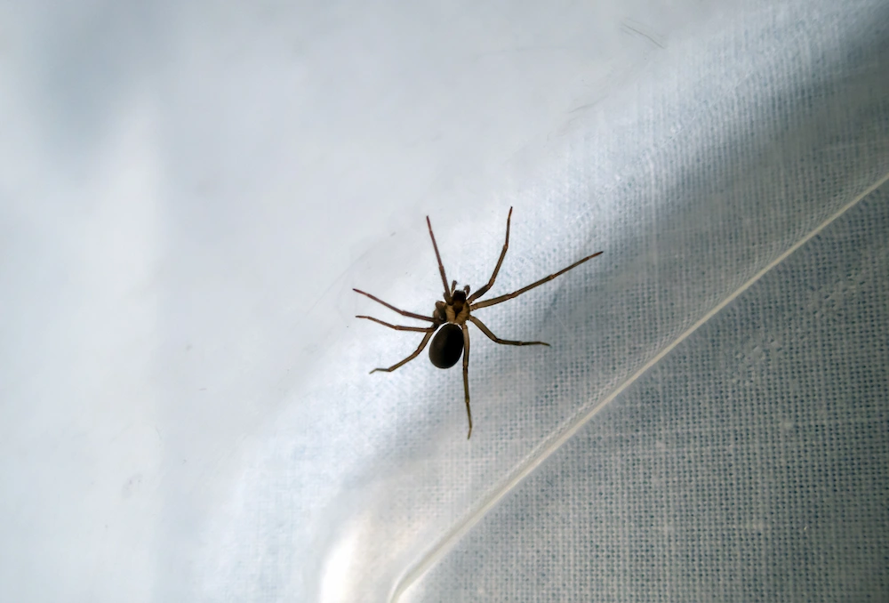 brown recluse spider