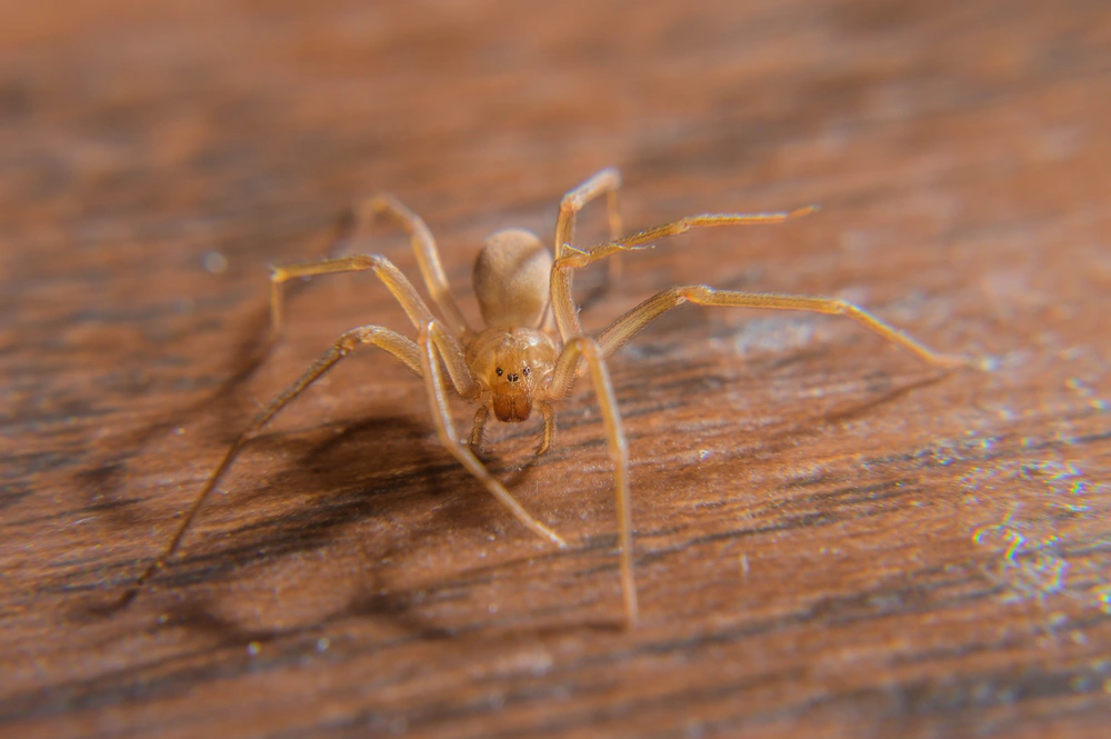 brown recluse spider