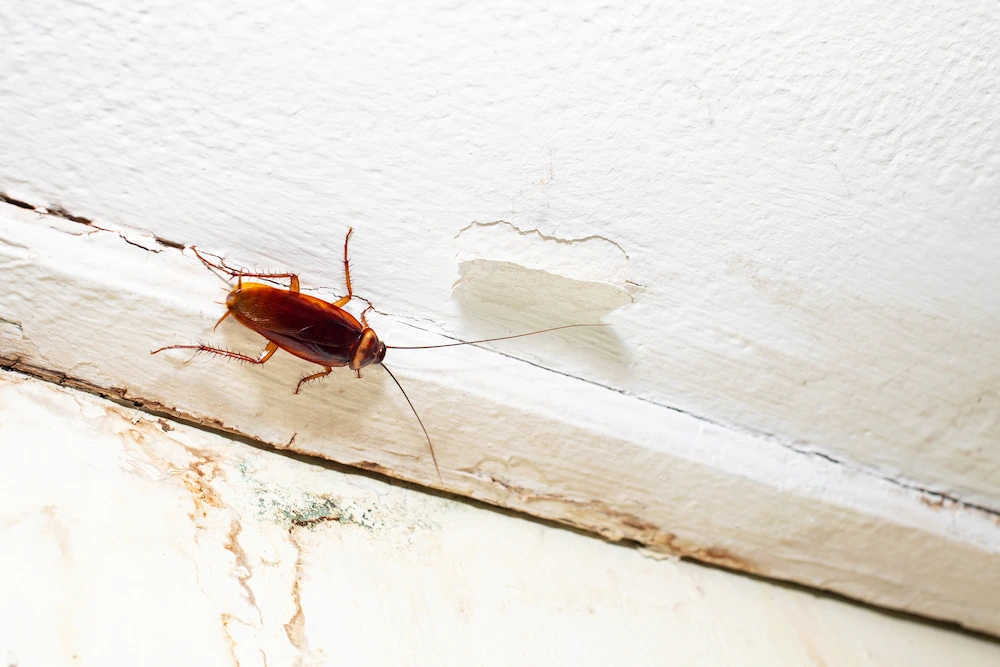 pest noises in walls; roach in house