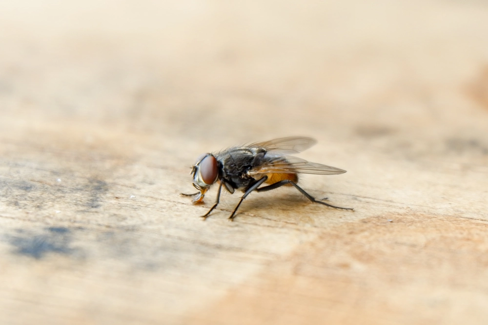 fly on wood