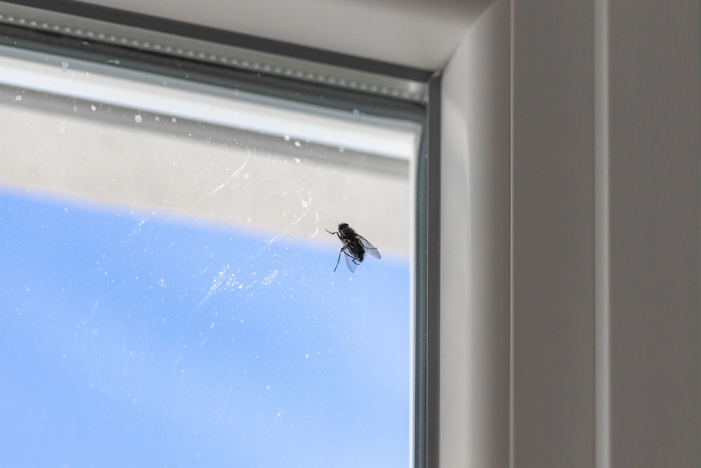fly on window