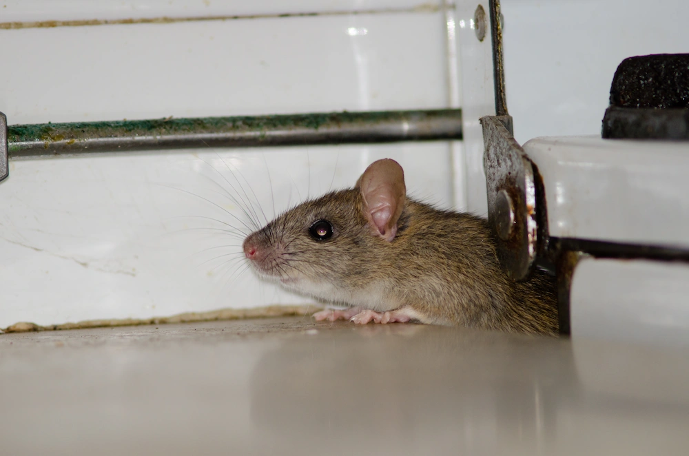rat peeking into hidden area in house