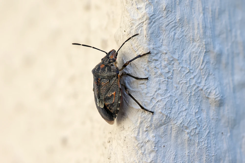 stink bug on house
