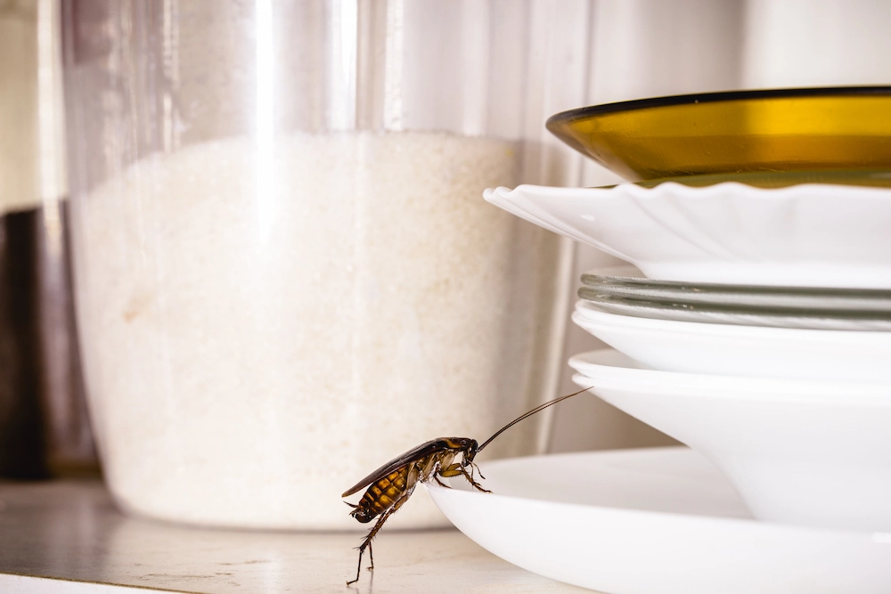 roach in kitchen