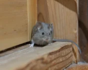 rat in wall