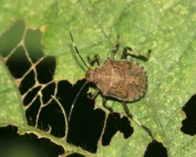 stink bug plant damage