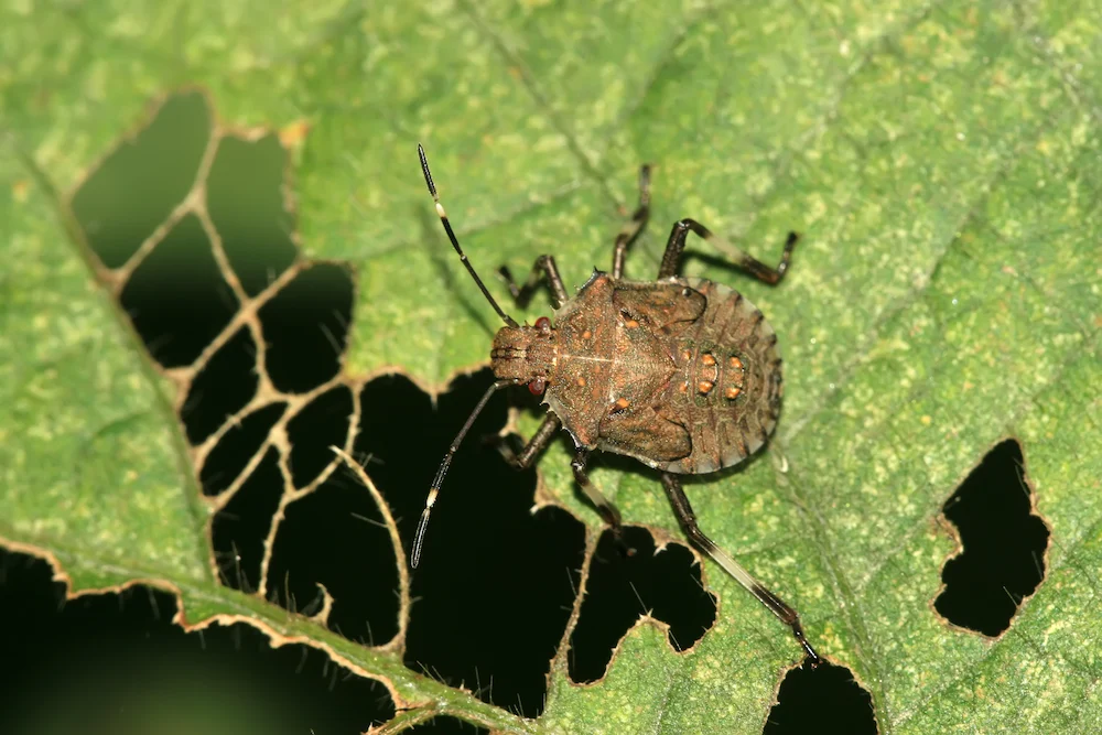 stink bug plant damage