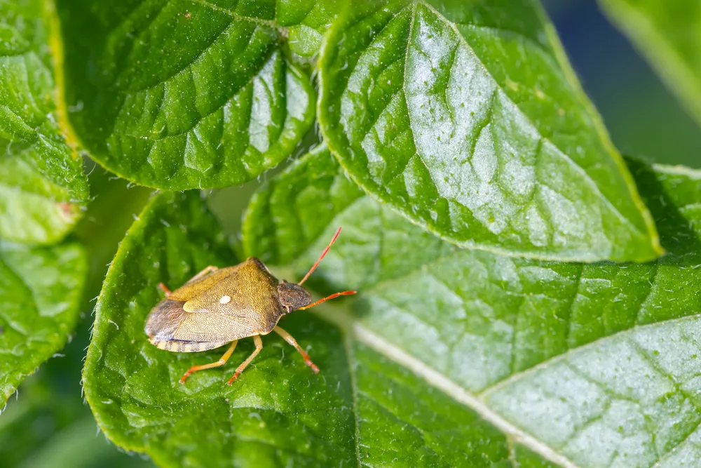 stink bug
