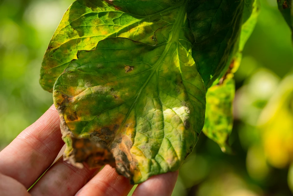 inspecting a leaf