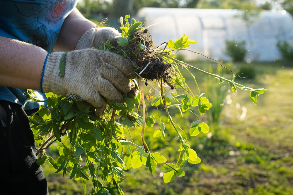pulling weeds